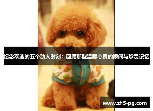 纪念泰迪的五个动人时刻:回顾那些温暖心灵的瞬间与珍贵记忆